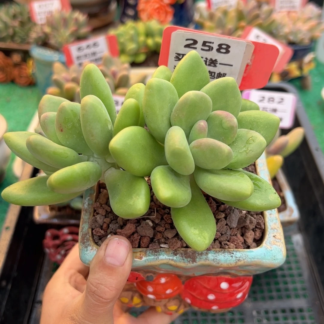 表妹精品多肉植物258.