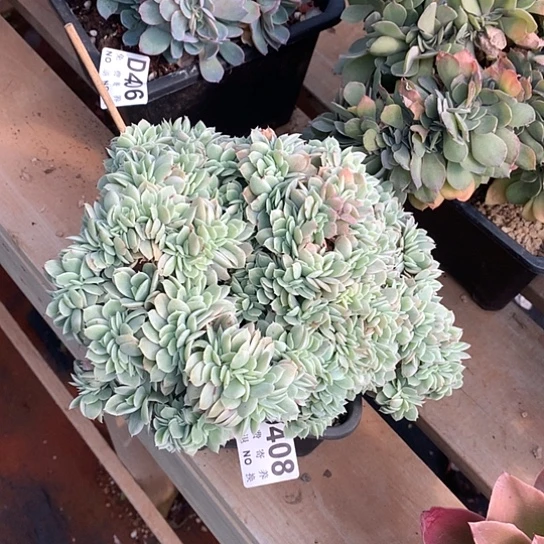 小白龙锦缀408 亏本处理退款拉黑7/8天发货