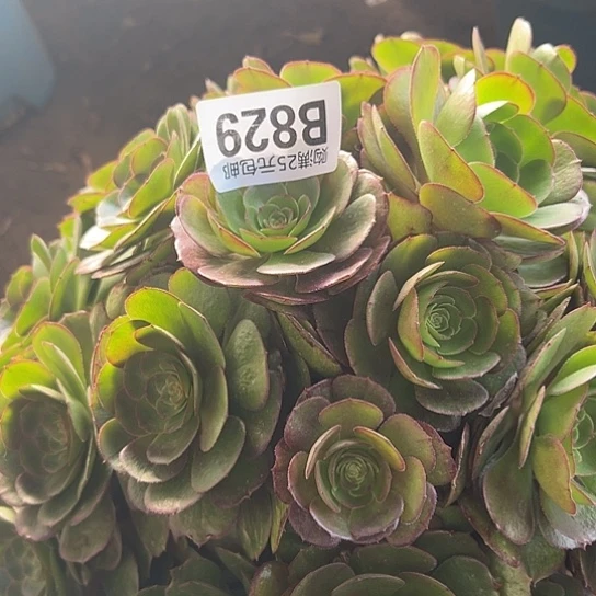 马*马多肉植物一个