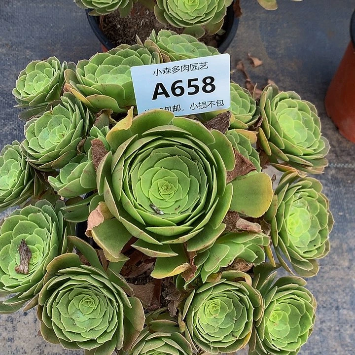 G****】658万圣夜不包生死