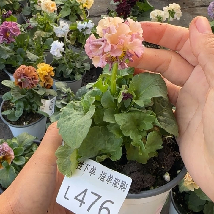 无花朵L476小苗默认苗晃零下5勿拍