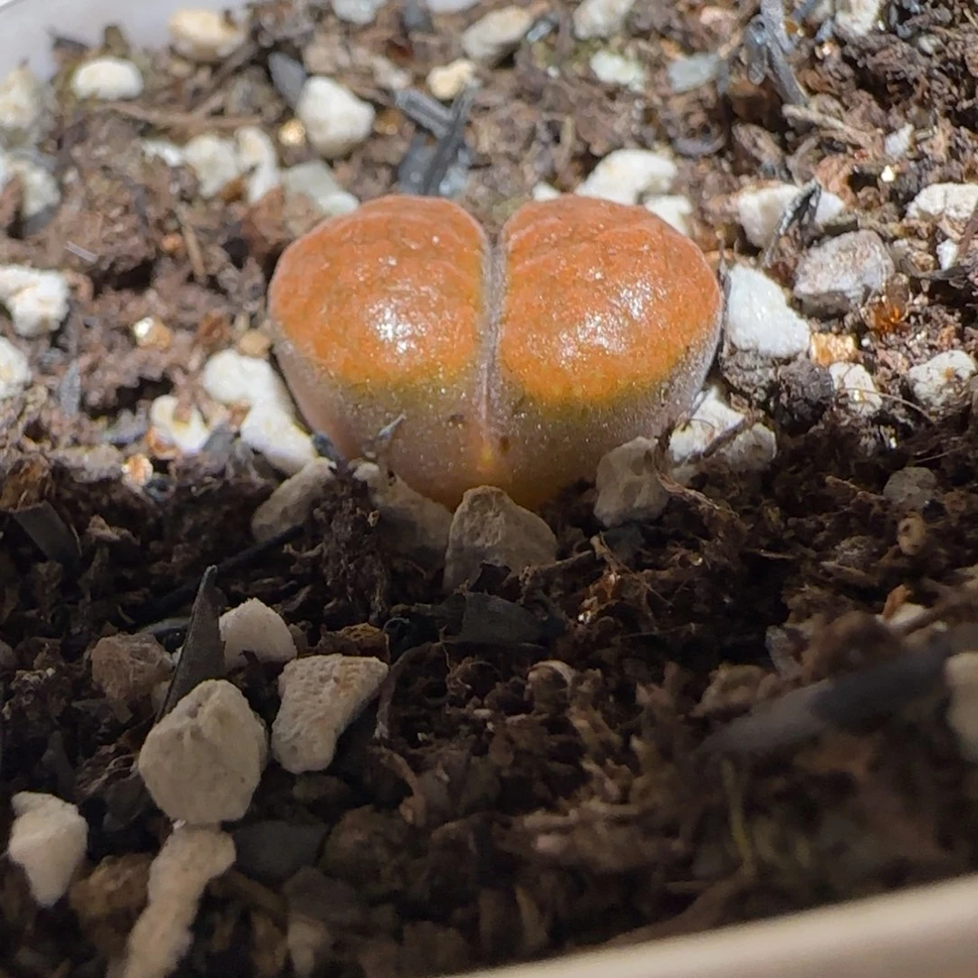 肉锥多肉植物组合-超级蛋糕1390