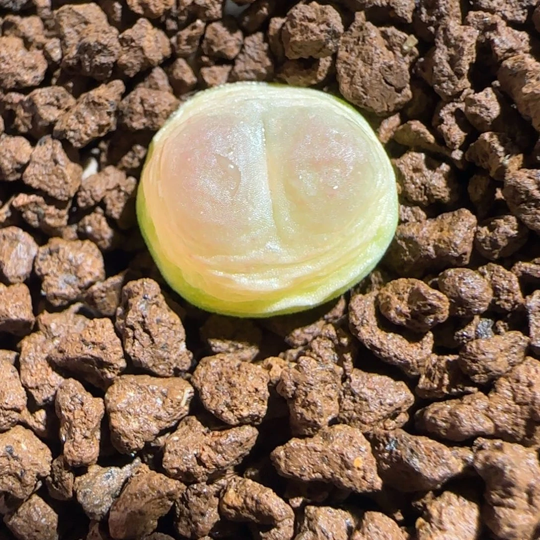 肉锥多肉植物组合-sh1200拉登510