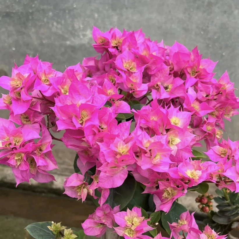 【重瓣粉】三角梅盆栽庭院阳台爆花强花卉新手易养护