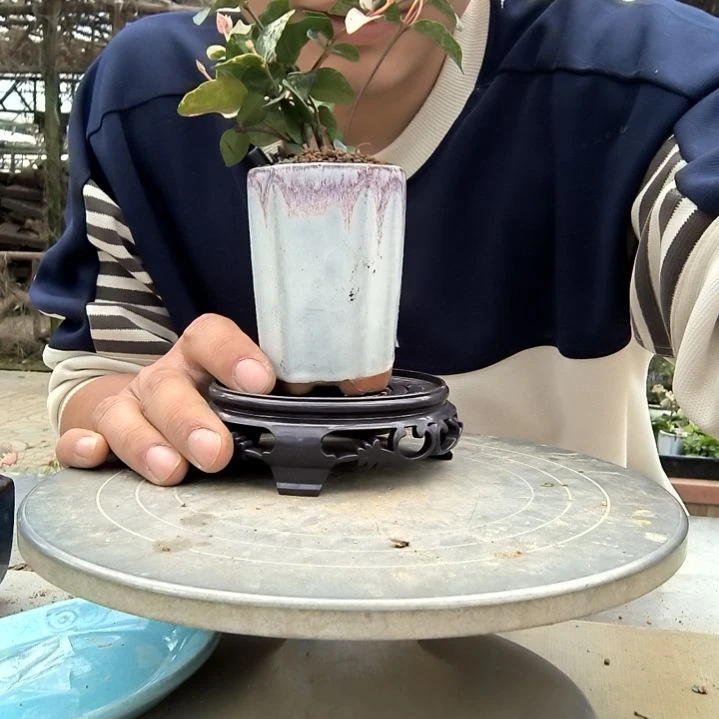 彬**了小盆景小植物一物一拍177