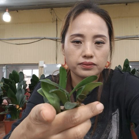 兰***子完全开放李玉德君子兰