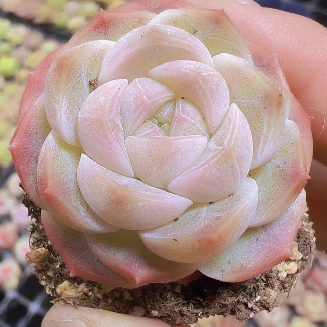 萌宝珍妮3个19包邮