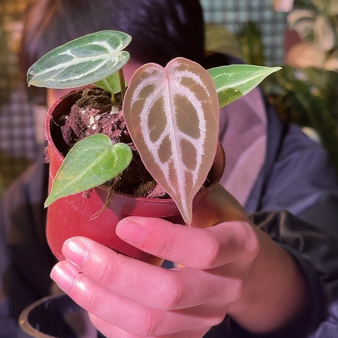 大部分花苞少量开放H308skg银红杂钻石盾