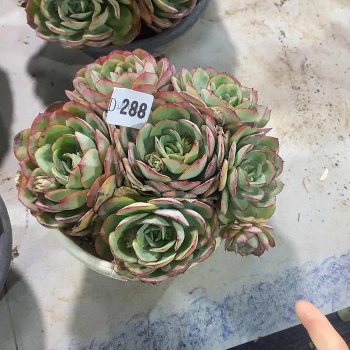 锦***花288牡丹亭多肉植物