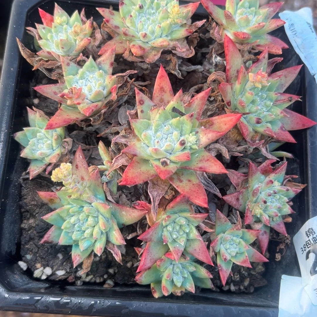 大脸白雪～一物一拍1977