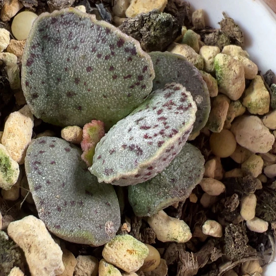 花瓣款实生新品多肉植物水泡