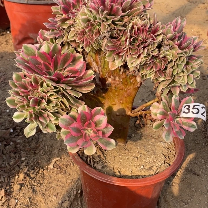 完全开放352多肉植物女巫缀