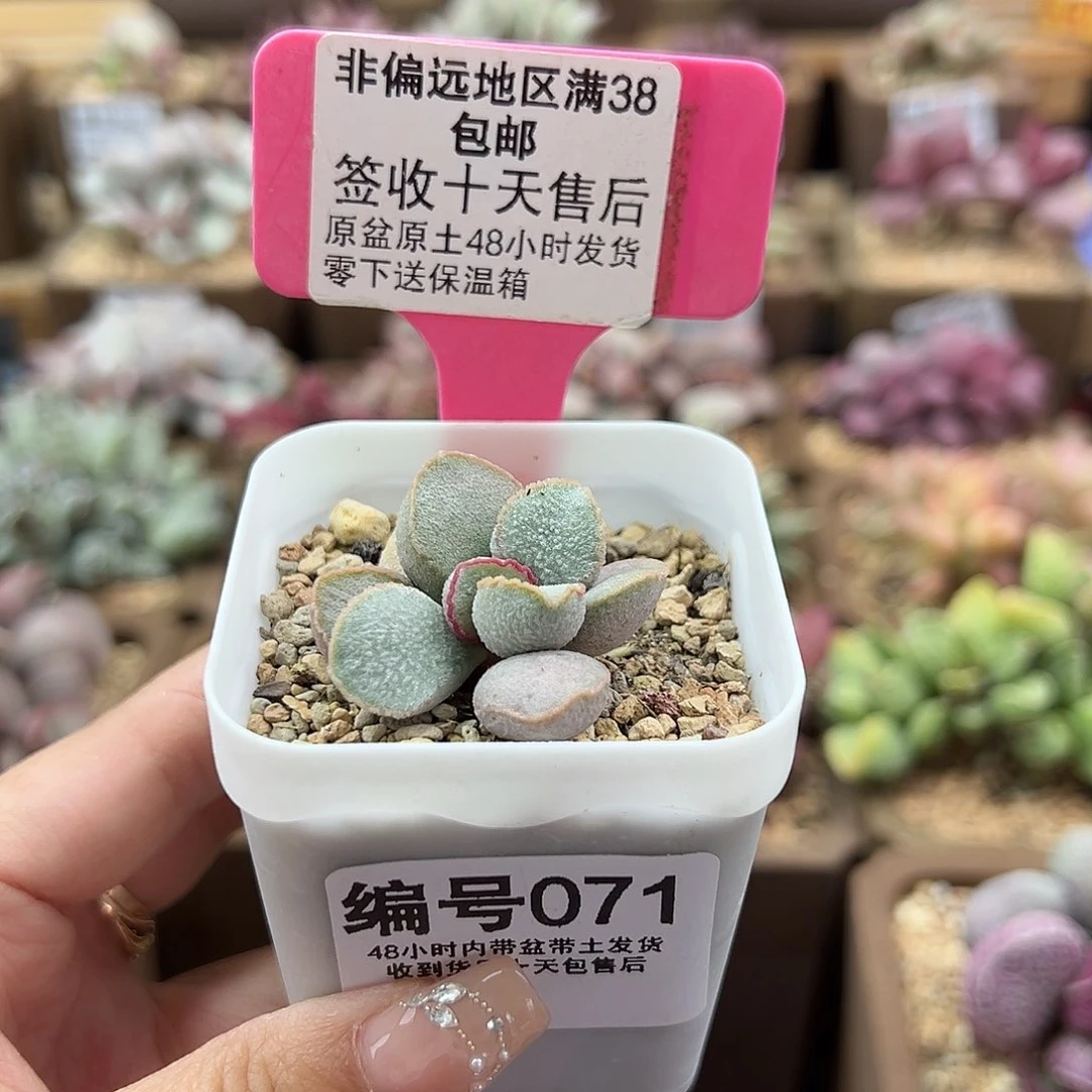 071粉雪蛋多肉植物