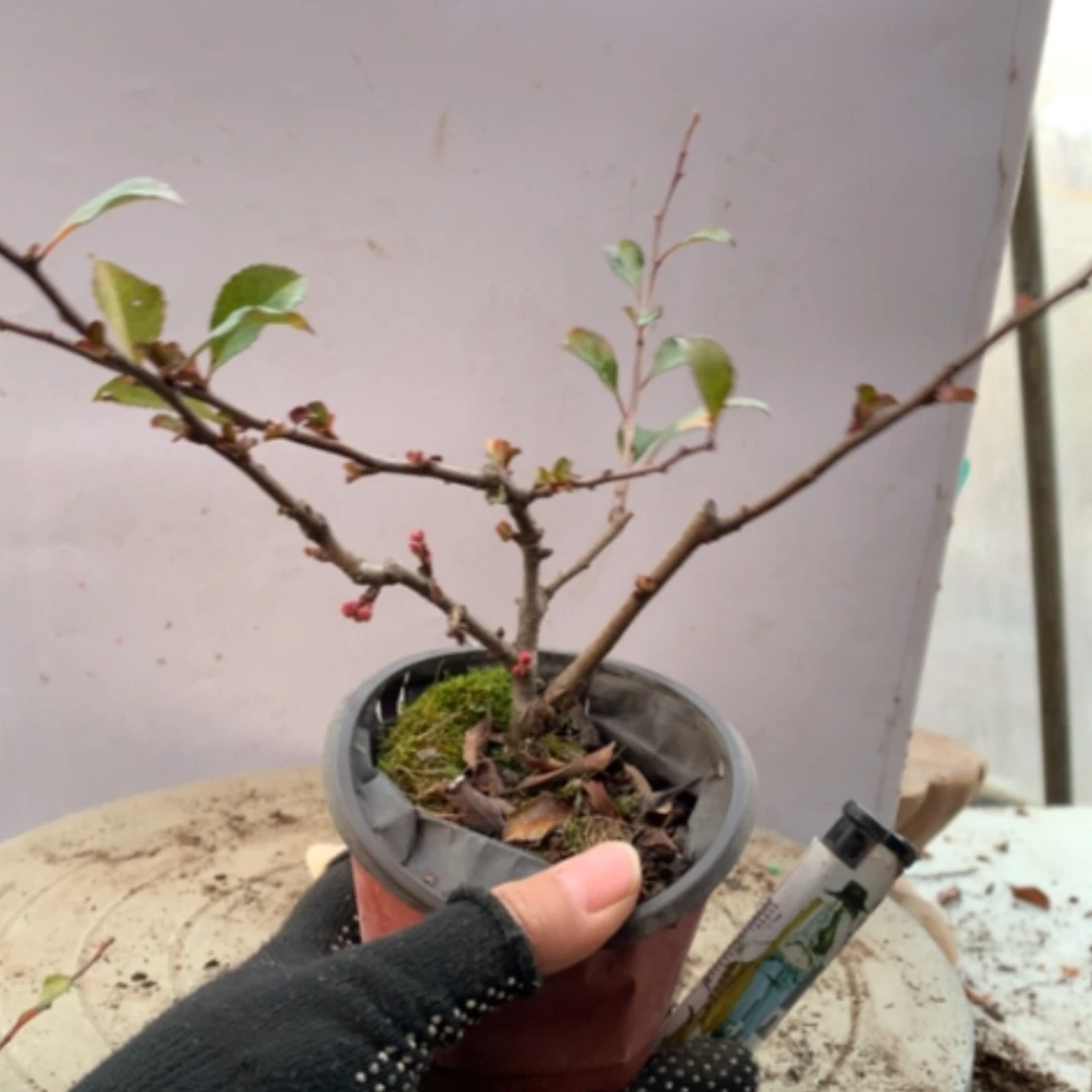 【闪购商品】下*见原生小品