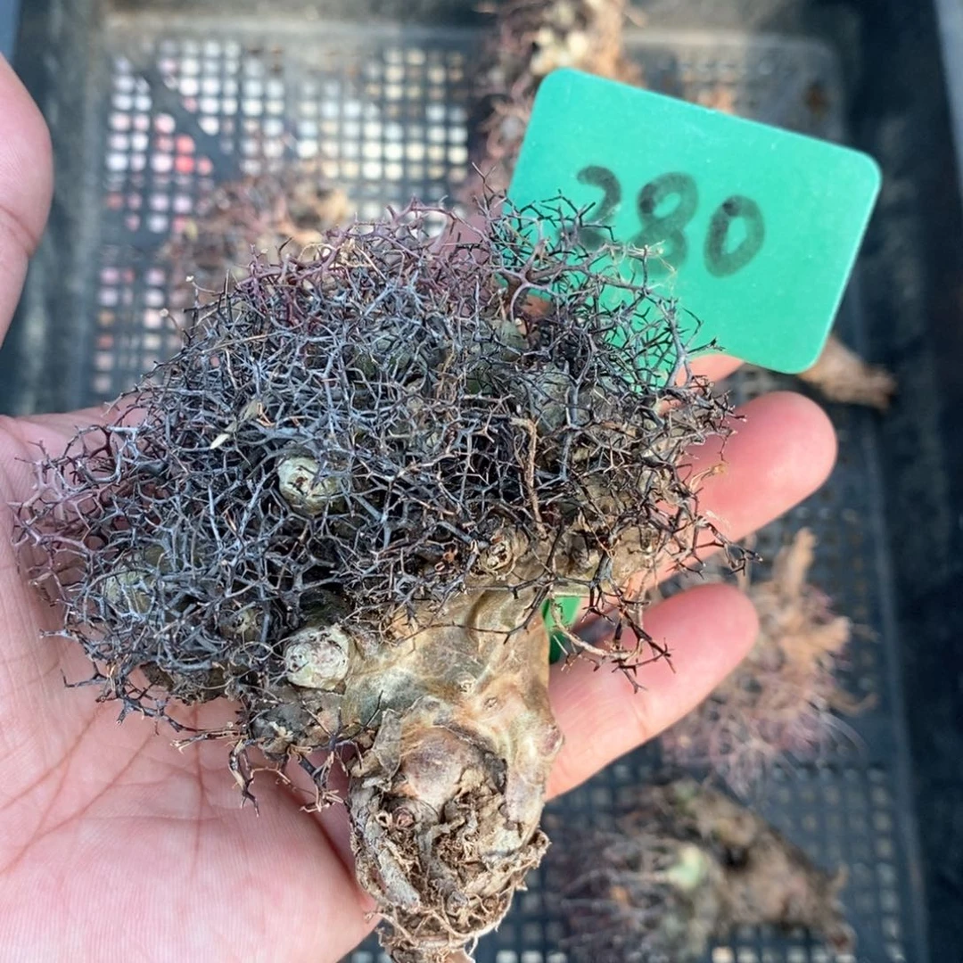 钢丝万物想多肉植物