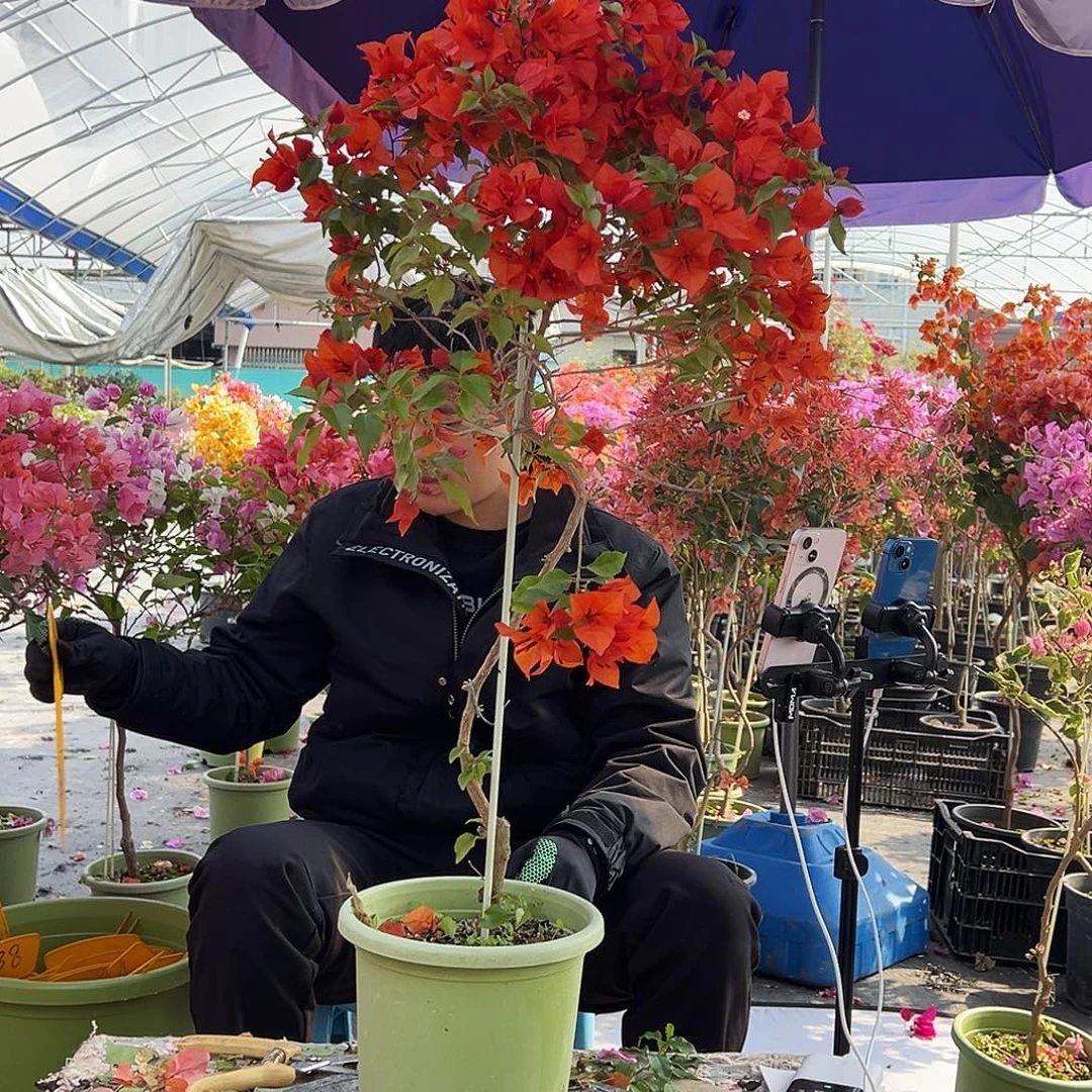 小***燕大部分花苞少量开放F75红桑巴