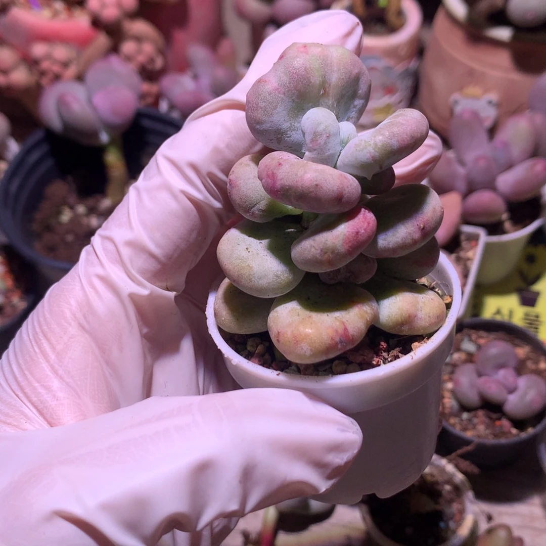 油煎奶酪多肉油煎奶