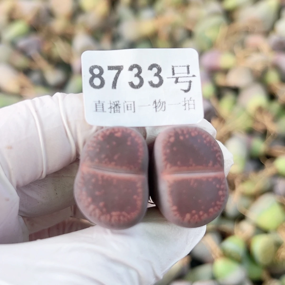 8733 好养易活生石花大母本双头Ko