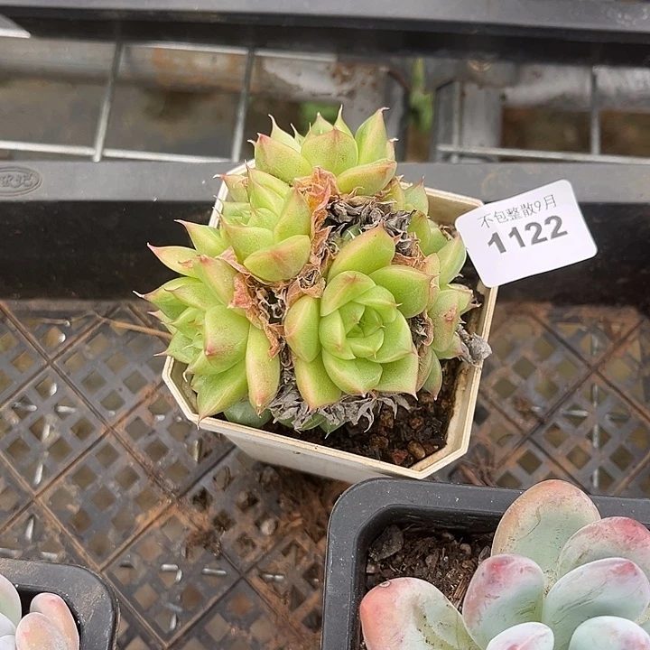 阿雅园艺。       1122麦秆