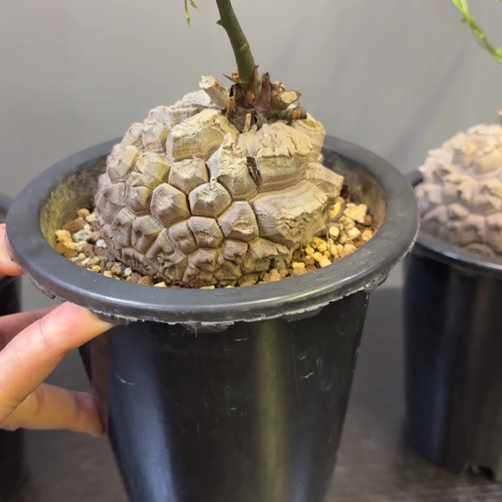 15 号日系南非龟甲龙植物