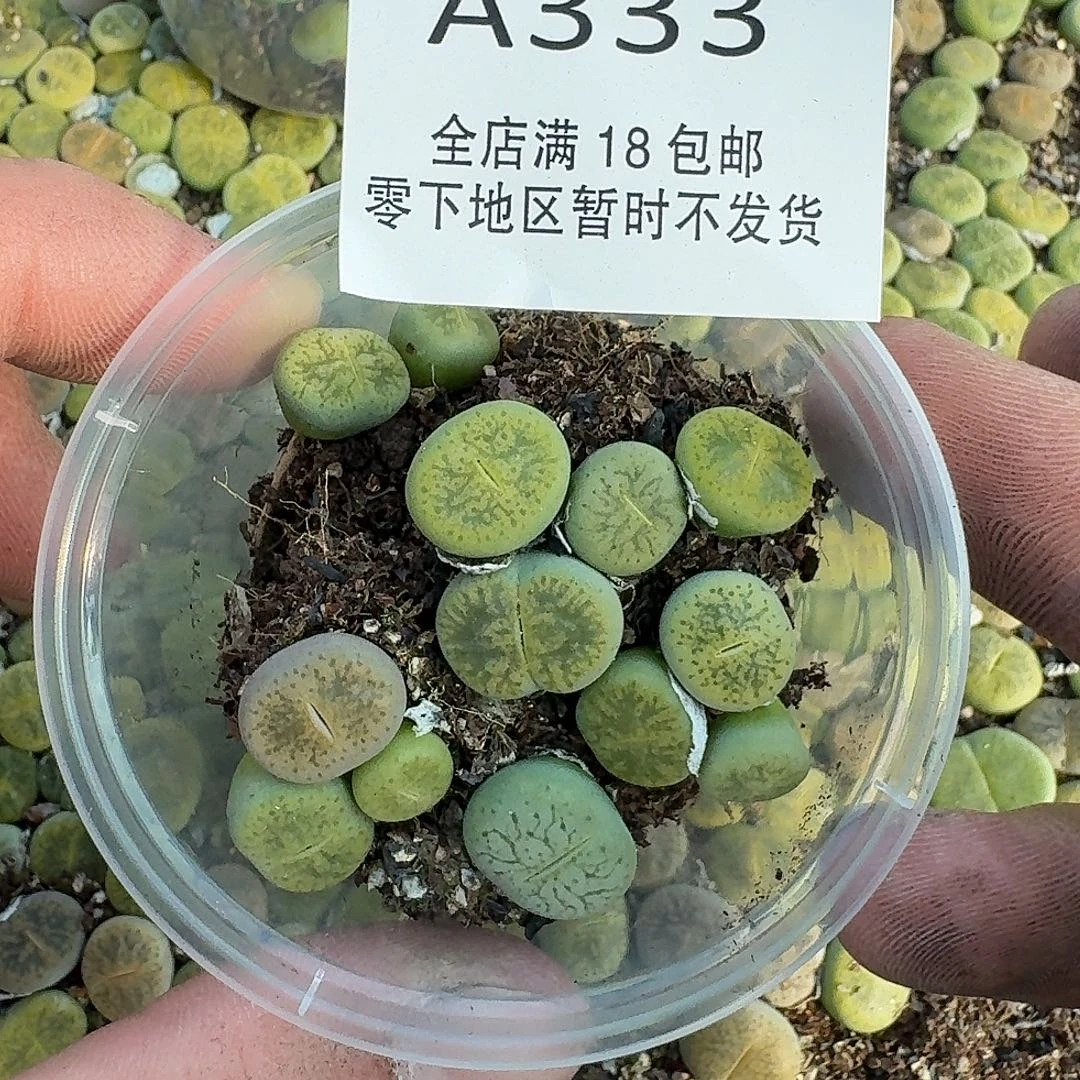 A333 哈哈哈哈哈哈哈