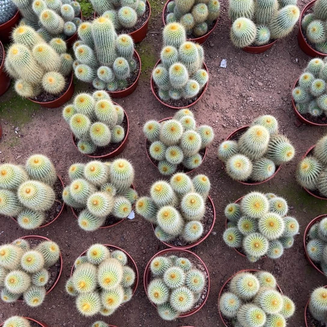 金丝猴随机一颗。