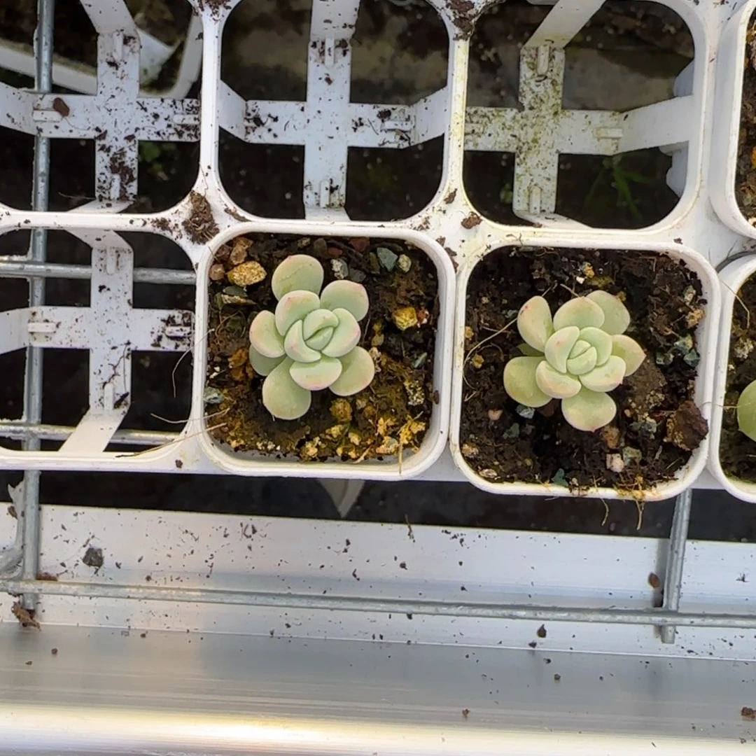 403 盆1号床1个满25包邮