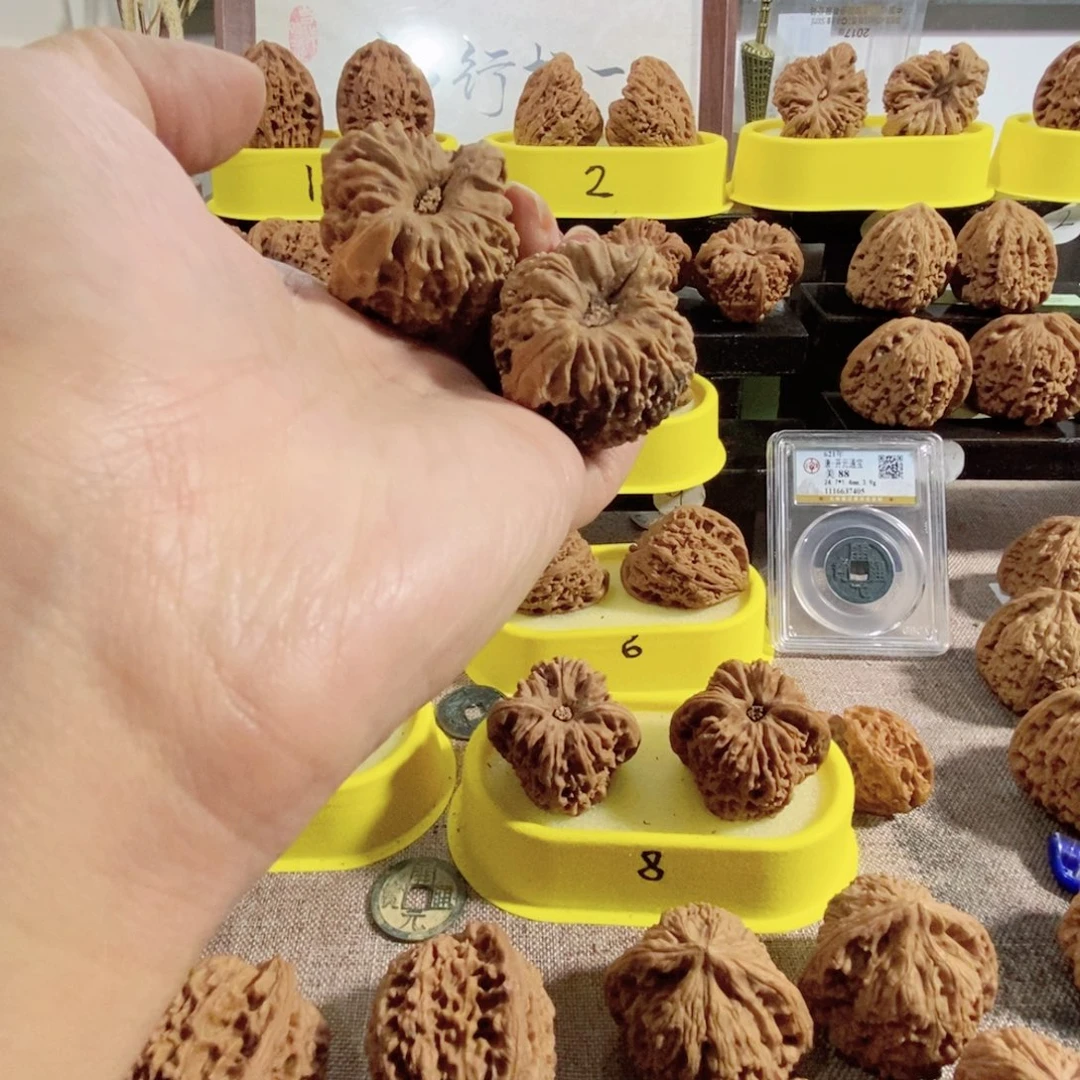 十****木质类奥迪亚毕业证书