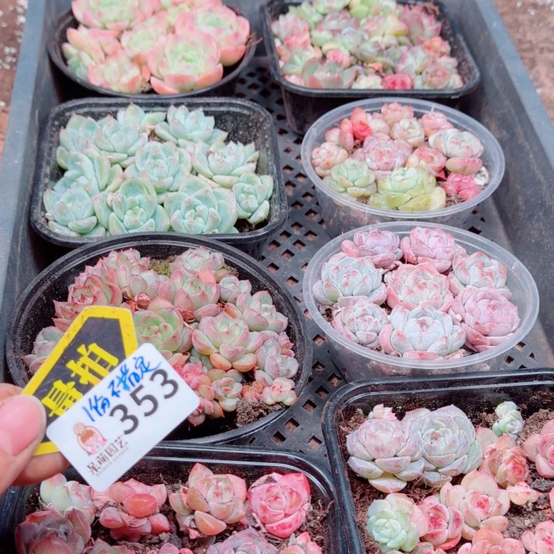 多肉植物多肉植物