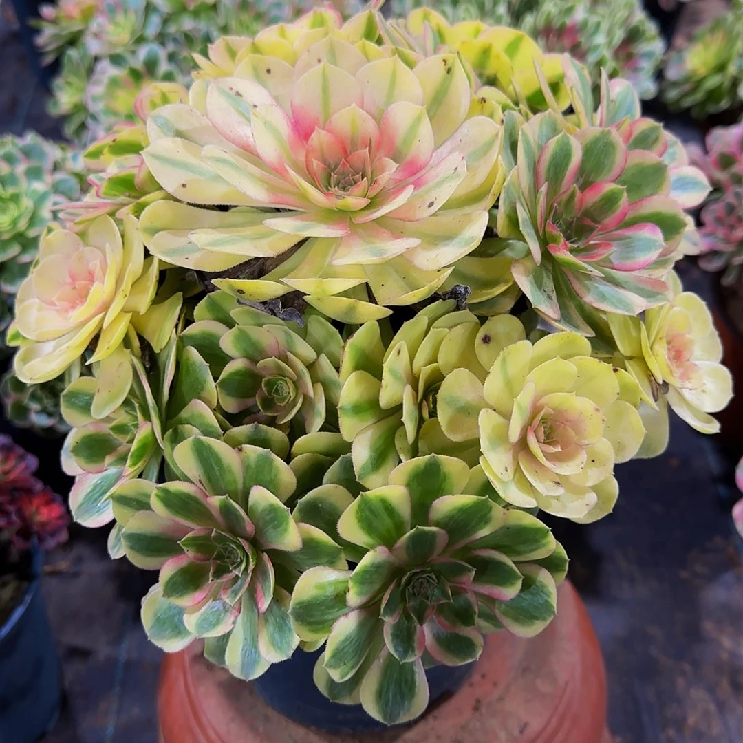 老庄雨荷轮回法师42.8