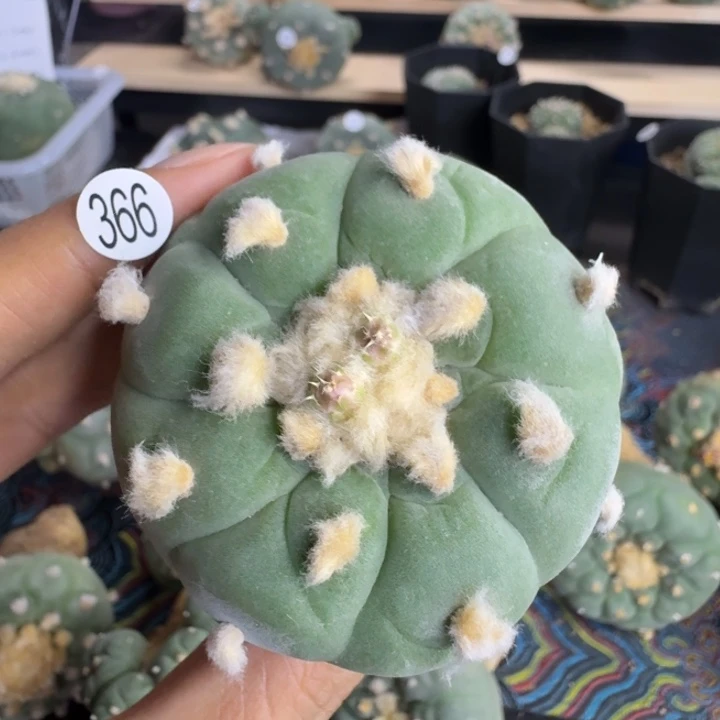 福利实生366南瓜园艺观赏植物