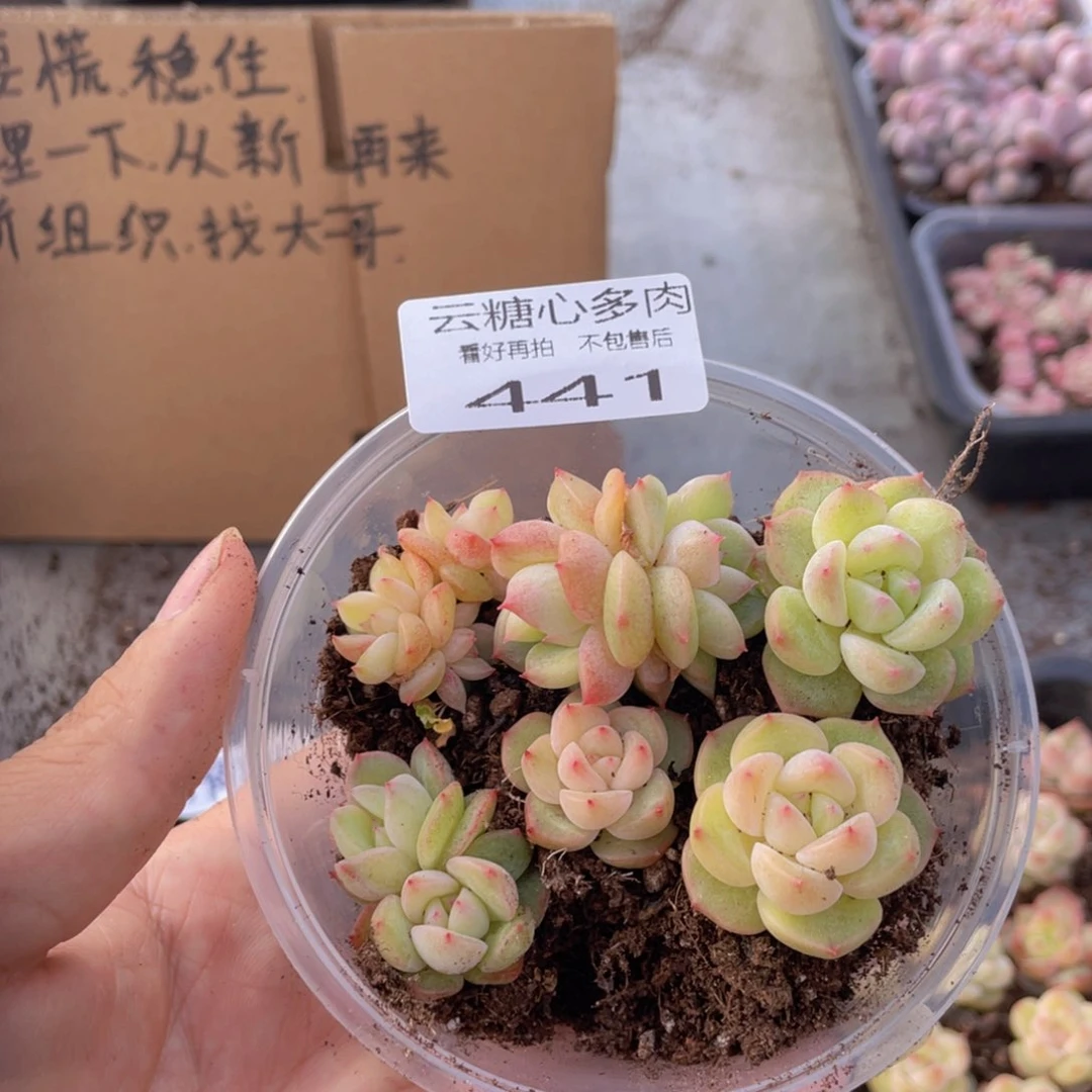 仙***食云糖心多肉植物441