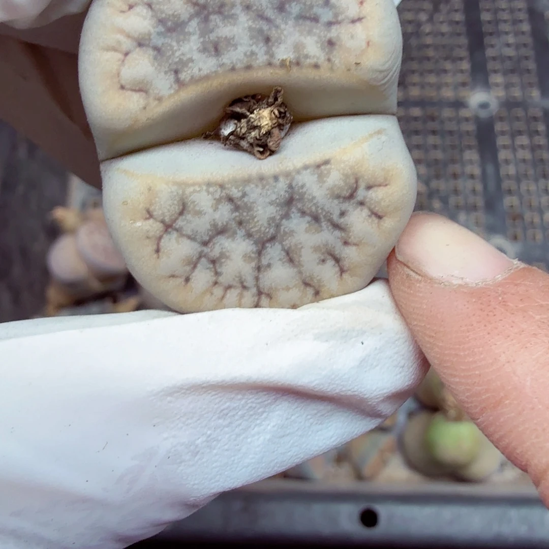 是的哦亲爱呢亲爱的想见406不