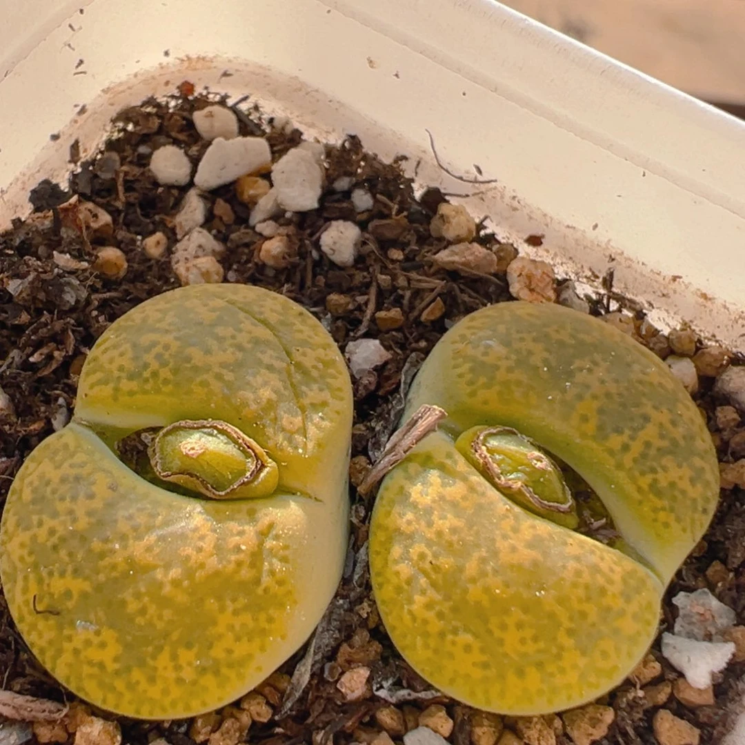 94多肉植物百科知识