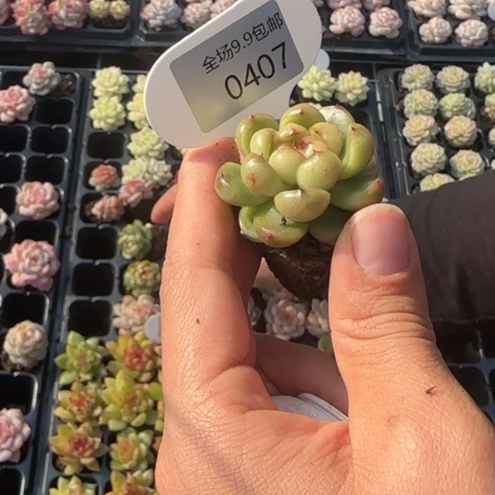 407号  皮埃拉珍妮