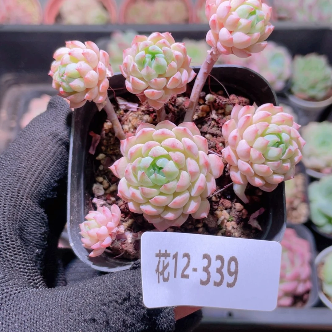 花利美12-339小粉莓