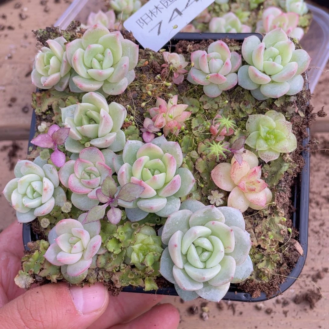 多肉植物多肉植物744