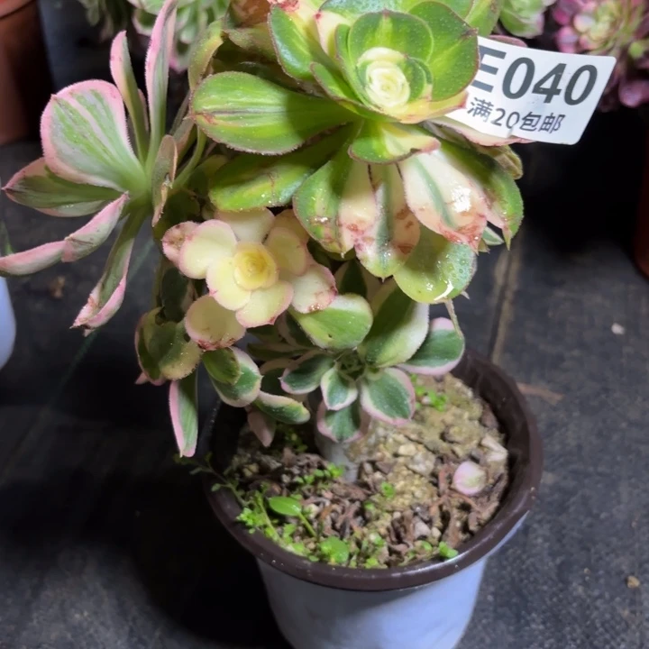 瑞妈一物一拍040。有断枝