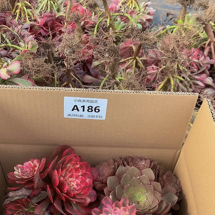 江**于186，88888888无售后