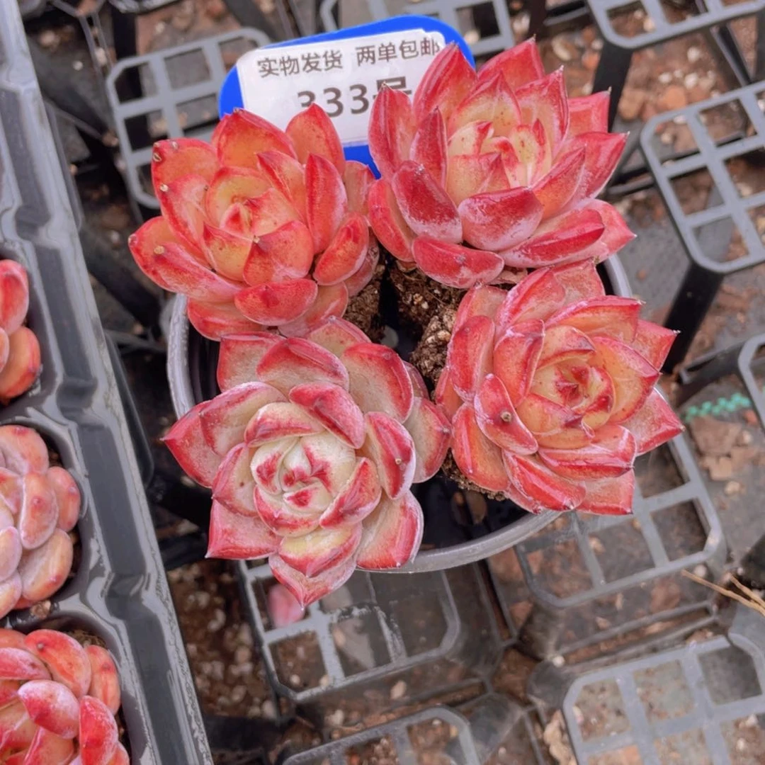 333号 全状态夜魔侠组合四个