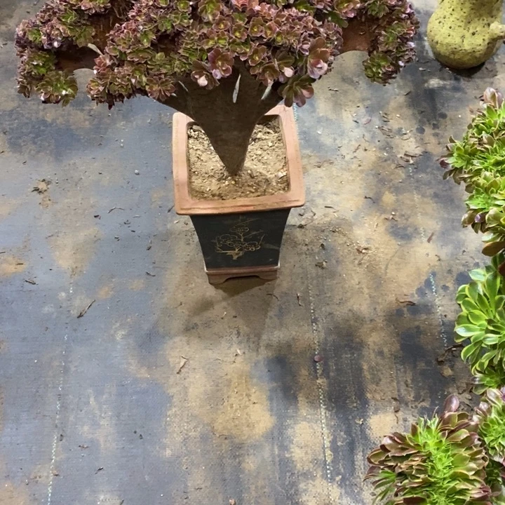 小***9梅花朵朵缀化发货