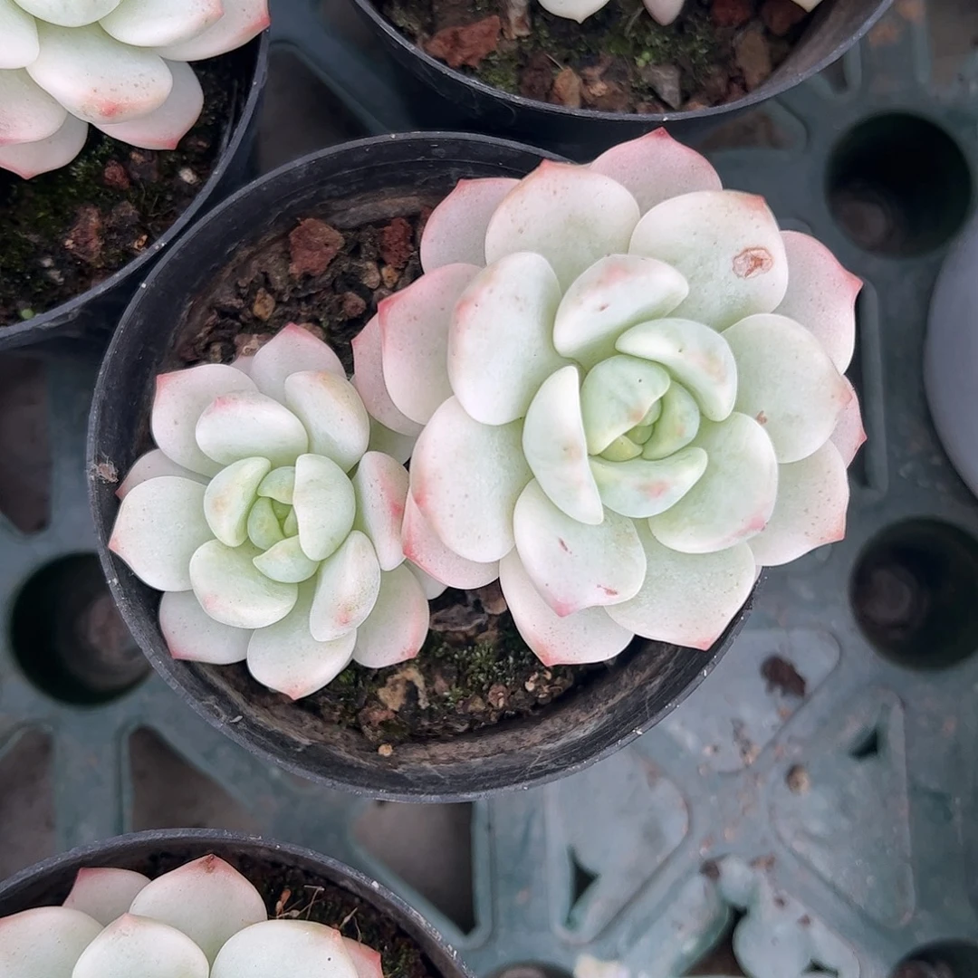 香草锦 婕宝一物一拍