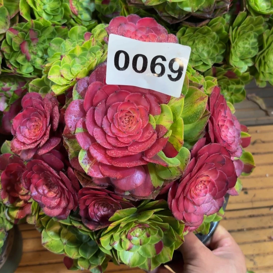 百**赖0069多肉植物知否