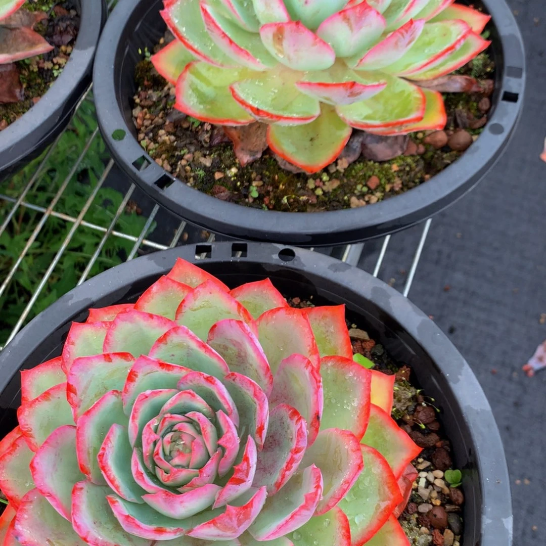 冰与火111111111111111