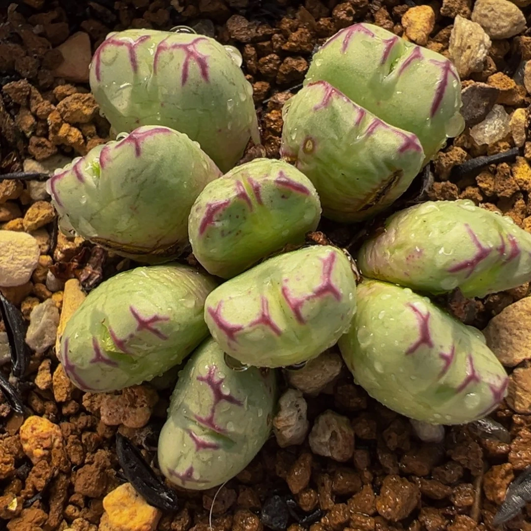 752多肉植物种类多样