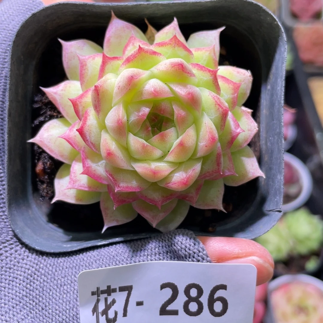 花利美7-286女王