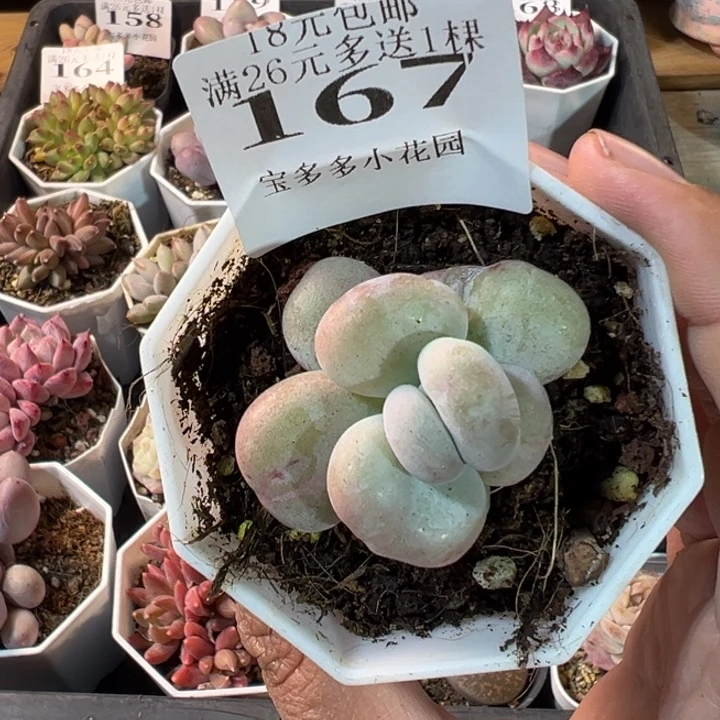 油煎丸子一物一拍多肉满20元包邮明天发货