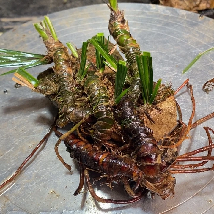 C***g无花朵石菖蒲你是不可能