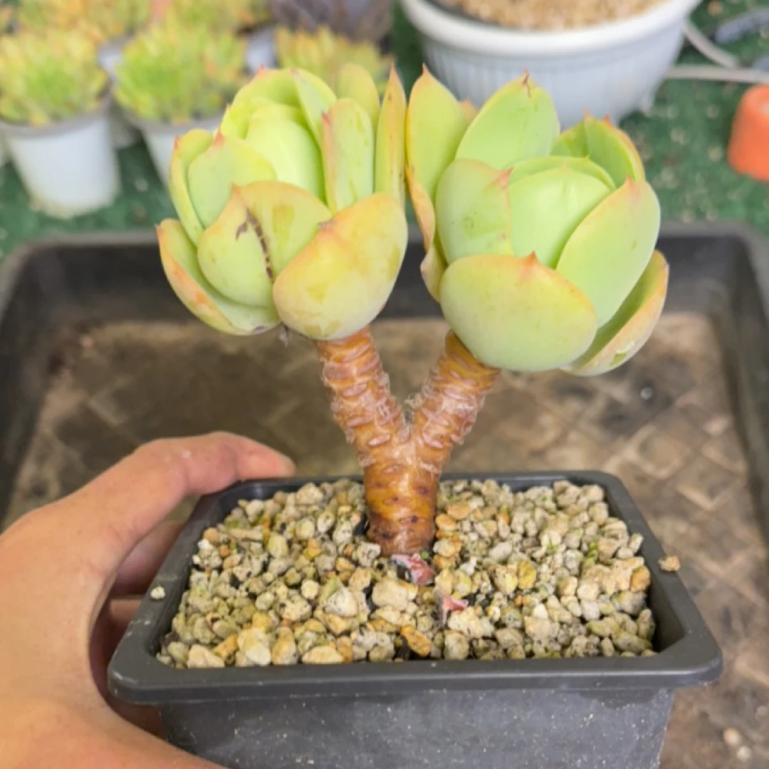 鸡蛋碧桃2～4头小老桩10厘米（2颗）