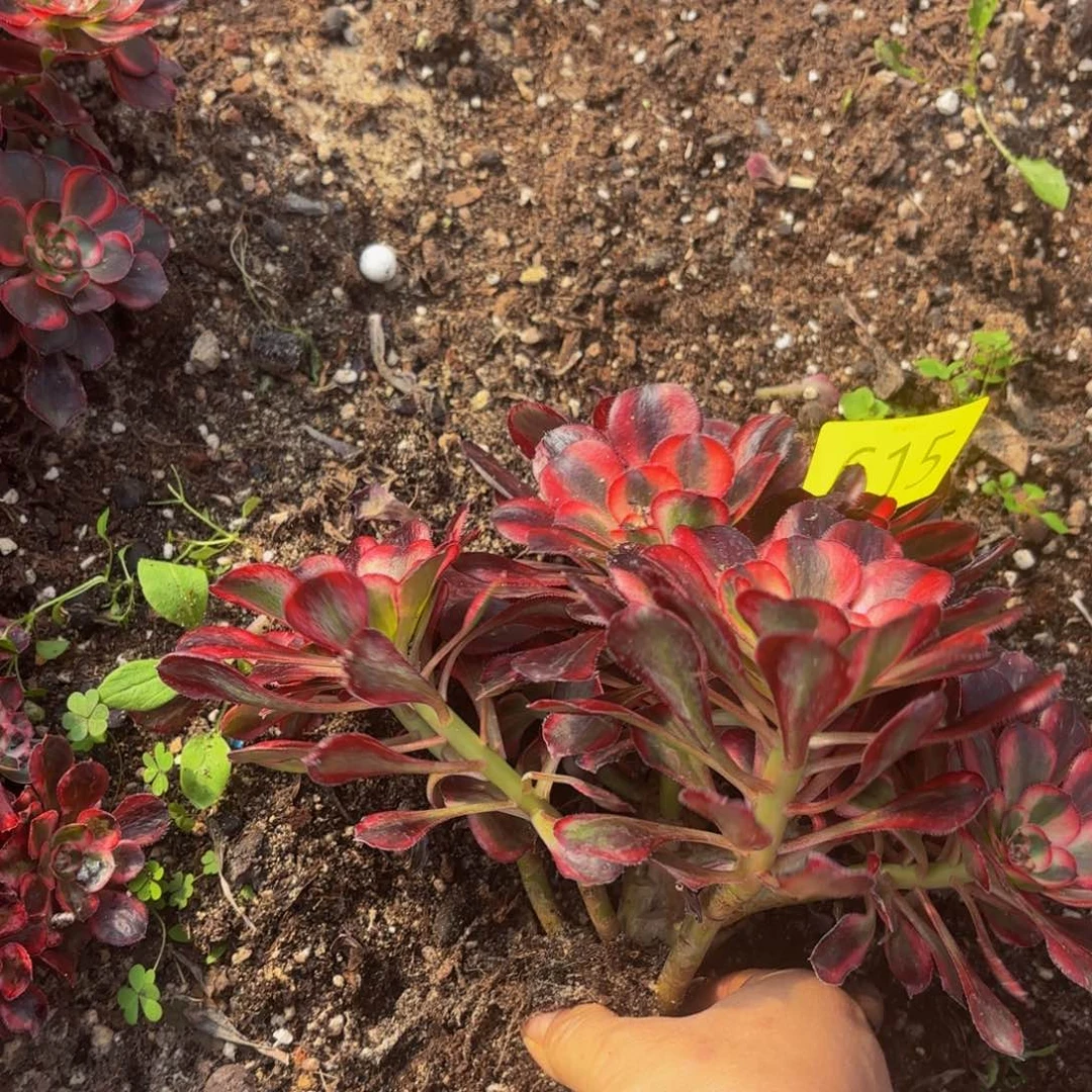 芬***芳哈哈多肉葡萄福利615